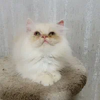 گربه پرشین کارملی|گربه|گرگان, |دیوار
