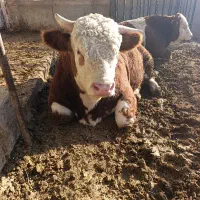 گاو نر سمینتال گوشتی|حیوانات مزرعه|هشترود, |دیوار