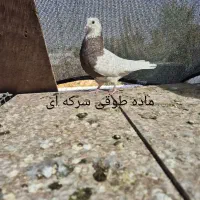کبوتر . طوقی .دم سفید.سفید نوک ریز|پرنده|خمینیشهر, |دیوار