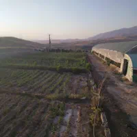 نهال  تخصصی (اشکان حمیدوند)
