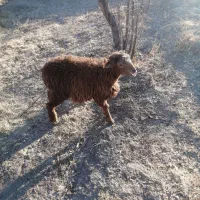 بزغاله نر ۲۸۵|حیوانات مزرعه|بیرجند, |دیوار