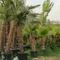 لیمو نهال ترش درخت شیرین درختچه نارنج پرتقال به مو