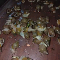 حلزون آلبینو