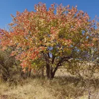 فروش باغ ۴۴۰۰ متر واقع در آوج|فروش زمین و ملک کلنگی|آوج, |دیوار