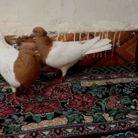 کله زرد نر و ماده|پرنده|سوسنگرد, |دیوار