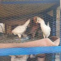 بارنه وخروس محلی به شرط سالم وسرحال