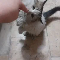 واگذاری کاملا رایگان بچه گربه DLH مودب|گربه|تهران, زرگنده|دیوار