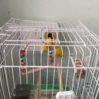 یک جفت طوطی برزیلی مولد|پرنده|سقز, |دیوار