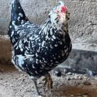 تخم نطفه دار گلین