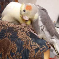 عروس هلندی نر ماده با تخم جوجه
