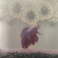 ماهی فایتر۲۰۰