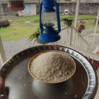 برنج درشت و سرلاشه و نیم دانه هاشمی دسترنج کشاورز|خوردنی و آشامیدنی|رشت, آزادگان|دیوار