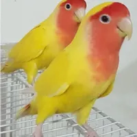 یک جفت طوطی برزیلی نر و ماده