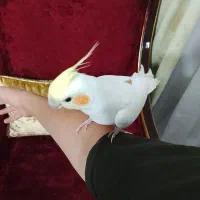 عروس هلندی لوتینو ماده