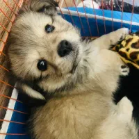 توله پامر روباهی