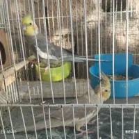 یک جفت عروس زیبا|پرنده|اسحاق آباد, |دیوار