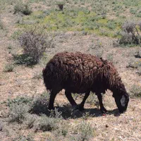 میش چاق گوسفد بره نر ماده قوچ