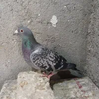 سبزپولکی ماده