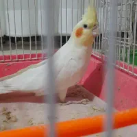 قناری عروس هلندی