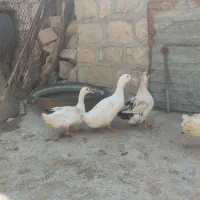 اردک|حیوانات مزرعه|چوار, |دیوار