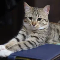 واگذاری گربه نر ملوس و بغلی/ توضیحات خوانده شود