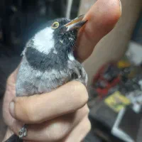 سهره|پرنده|فردیس, شهرک شهید حسینی|دیوار