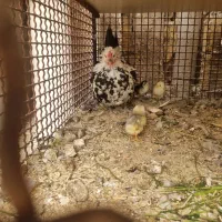 مرغ گلین کپ کرچ با جوجه