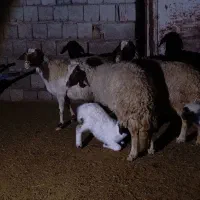 2جفت گوسفندبابره|حیوانات مزرعه|کارزان, |دیوار