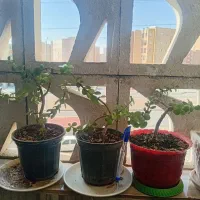 خرفه