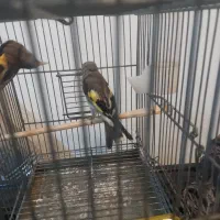 سهره‌نر‌|پرنده|سیرجان, |دیوار