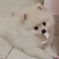 پامر عروسکی شناسنامه دار با وسایل کامل|سگ|کرمانشاه, |دیوار