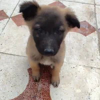 سگ مالینویز