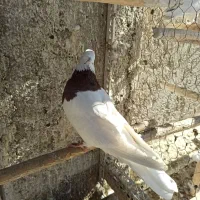 کبوتر کله ای و طوقی|پرنده|شاهینشهر, عطار|دیوار