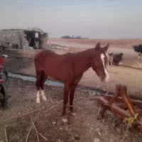 یک اسب‌نر‌عربی ساله هست