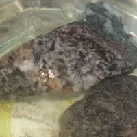 سنگ طلا موجوده ب صورت تکی و عمده هر کی خاست|جواهرات|سنگان, |دیوار