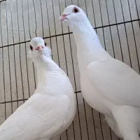 کفتر لوطی|پرنده|تبریز, |دیوار