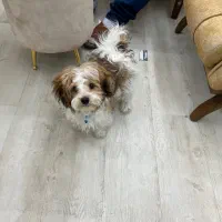 سگ شیتزو|سگ|اصفهان, باغ زرشک|دیوار