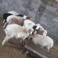 گوسفنده زنده گوشت جگر سیرابی|خوردنی و آشامیدنی|درح, |دیوار