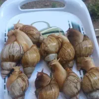حلزون آچاتینا آلبینو با قیمت مناسب (حراج)