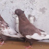 کبوتر  سینه تافته ای نروماده|پرنده|شیراز, حافظیه|دیوار