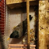 عروس هلندی.مولد.مرغ مینا.معاوضه با ملنگو و گیرینچک|پرنده|برخوار, |دیوار