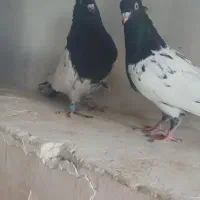 کله‌ی سیاه جفت