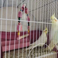 عروس هلندی|پرنده|شادگان, |دیوار