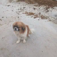 سگ خانگی|سگ|رامهرمز, |دیوار