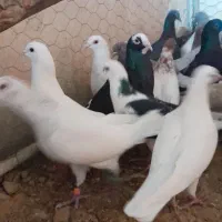 ۵۰تا کفتر از نیشابور دانه ۱۶۰