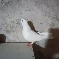 کبوتر جوجه|پرنده|سنگر, |دیوار