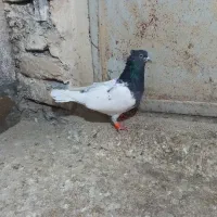 کبوتر کله|پرنده|مشهد, هفده شهریور|دیوار