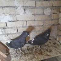 دودم سفیدنر|پرنده|رامشیر, |دیوار