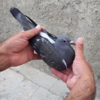 کبوتر پلاکی .اردن.مسافتی|پرنده|اصفهان, ملک‌شهر|دیوار