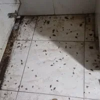 سم پاشی(سمپاشی)فروش سم ساس سوسک موش موریانه وحشرات|خدمات نظافت|سمنان, |دیوار